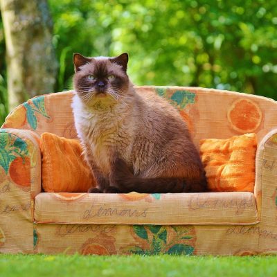 sofa, couch, cat, british shorthair, thoroughbred, animal, fur, brown, beige, blue eyes, pet, cute